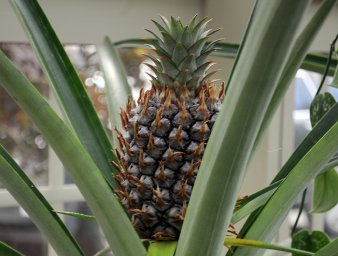Выращивание ананасов (Ananas Comosus) в нашем климате