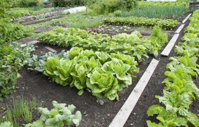 Экономия денег в саду за счет выращивания дорогостоящих культур